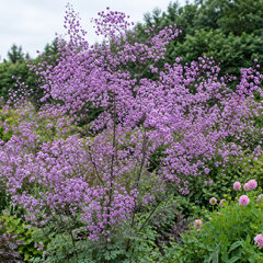 Thalictrum 'hewitt's double'- žltuška - Thalictrum 'Hewitt's Double'