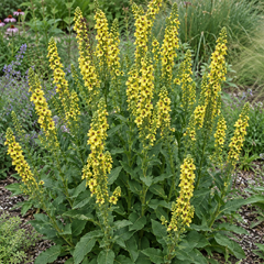 Verbascum nigrum - divozel - Verbascum nigrum