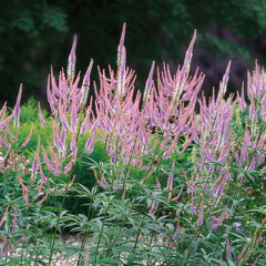 Veronicastrum 'fascination' - veronika - Veronicastrum 'Fascination'