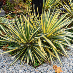 Yucca 'color guard' - juka - Yucca 'Color Guard' 