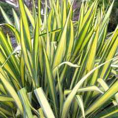 Yucca 'gold heart' - juka - 9250590 Yucca 'Gold Heart' 02