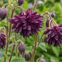Aquilegia 'black barlow' - orlíček - Aquilegia 'Black Barlow' 1