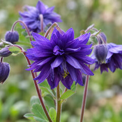Aquilegia 'blue barlow' - orlíček - Aquilegia 'Blue Barlow' 
