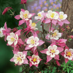 Aquilegia 'spring magic rose and white' - orlíček - Aquilegia 'Spring Magic Rose and White'