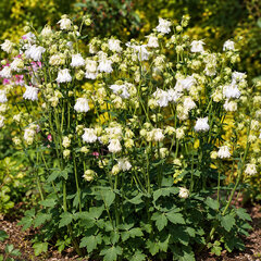 Aquilegia 'white barlow' - orlíček - Aquilegia 'White Barlow' 1