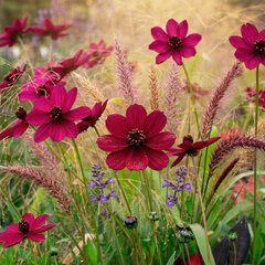 Cosmos atrosanguineus - Cosmos atrosanguineus