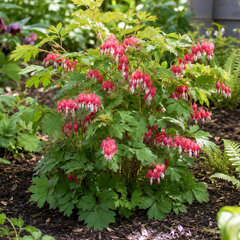 Dicentra 'jolly hearts love' - srdcovka - Dicentra 'Jolly Hearts Love'