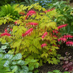 Dicentra 'jolly hearts spark' - srdcovka - Dicentra 'Jolly Hearts Spark' 