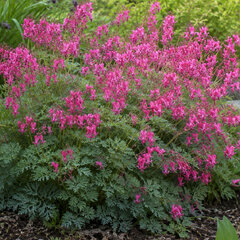 Dicentra 'passion hearts' - srdcovka - Dicentra 'Passion Hearts'