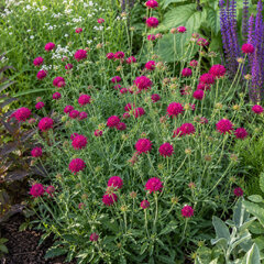 Knautia 'green lightning' - chrastavec - Knautia 'Green Lightning'