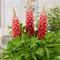 Lupinus 'bishops tipple' - lupína k1l - 9253495 Lupinus west country 'Bishops Tipple' 03