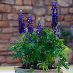 Lupinus 'legendary blue shades' - lupína - 9253890 Lupinus polyphyllus 'Legendary Blue Shades' 02