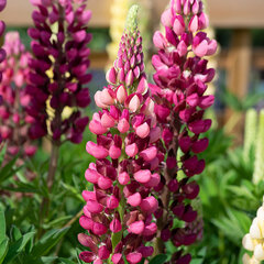 Lupinus 'legendary red shades' - lupína - 9253891 Lupinus polyphyllus 'Legendary Red Shades' 01
