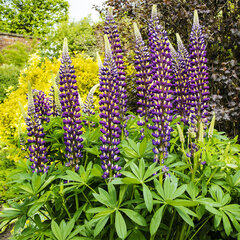 Lupinus 'purple emperor' - lupína k1l - 9250503 Lupinus 'Purple Emperor' 01