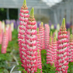 Lupinus 'rachel de thame' 1l - lupína - 9252667 Lupinus west country 'Rachel de Thame' 02
