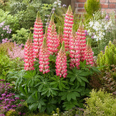 Lupinus 'rachel de thame' 1l - lupína - Lupinus 'Rachel de Thame' 