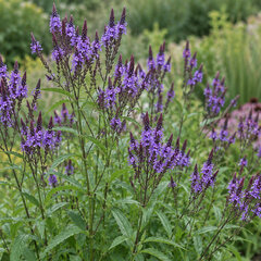 Verbena hastata - železník - Verbena hastata