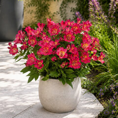 Alstroemeria 'incalys cherry' - alstroméria k2l - Alstroemeria 'Incalys Cherry' 
