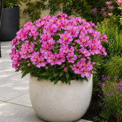 Alstroemeria 'incalys purple' - alstroméria k2l - Alstroemeria 'Incalys Purple' 