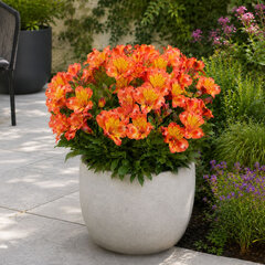 Alstroemeria 'incalys salmon' - alstroméria k2l - Alstroemeria 'Incalys Salmon'