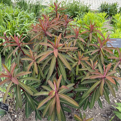 Euphorbia g. 'fireglow' - mliečnik - Euphorbia g. 'Fireglow'  1