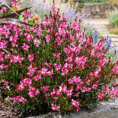 Gaura 'siskiyou pink' - gaura - Gaura 'Siskiyou Pink'