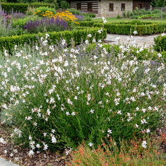 Gaura ʹelurraʹ - gaura - Gaura ʹElurraʹ 