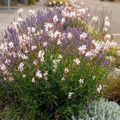Gaura ʹwhirling butterfliesʹ - gaura - Gaura ʹWhirling Butterfliesʹ 