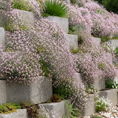 Gypsophila 'rosenschleier' - gypsomilka - Gypsophila 'Rosenschleier'