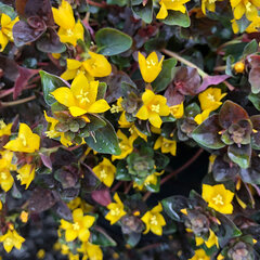 Lysimachia 'persian chocolate' - čerkáč - 9252326 Lysimachia congestiflora 'Persian Chocolate' 01