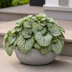 Brunnera 'silver carpet' - brunera - Brunnera 'Silver Carpet' 