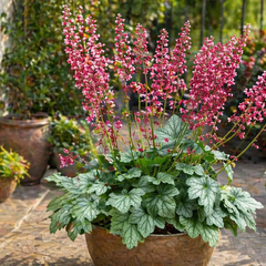 Heuchera 'berry timeless' - heuchera - Heuchera 'Berry Timeless' - heuchera 1