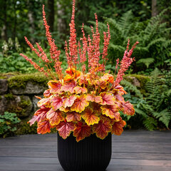 Heuchera 'eternal flame' - heuchera - Heuchera 'Eternal Flame'