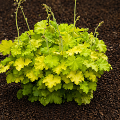 Heuchera 'lemon love' - heuchera - Heuchera 'Lemon Love' - heuchera 2