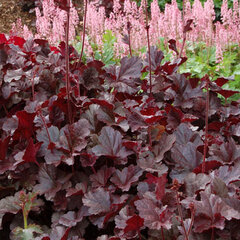 Heuchera 'obsidian' - heuchera - 9250256 Heuchera 'Obsidian' 01