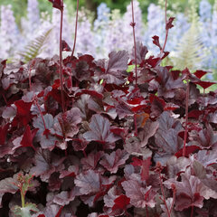 Heuchera 'obsidian' - heuchera - Heuchera 'Obsidian'