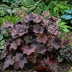 Heuchera 'palace purple' - heuchera - Heuchera 'Palace Purple'