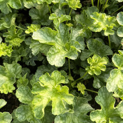 Heuchera 'winterberry' - heuchera - Heuchera 'Winterberry'