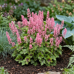 Heucherella 'pink revolution' - heucherela - Heucherella 'Pink Revolution'