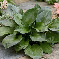 Hosta 'black onyx' - funkia - Hosta 'Black Onyx' 