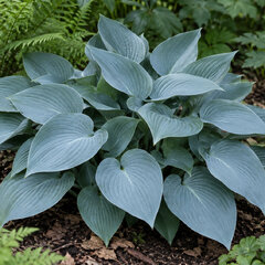 Hosta 'halcyon' - funkia - Hosta 'Halcyon' 