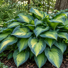 Hosta 'paul's glory' - funkia - Hosta 'Paul's Glory'