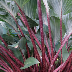 Hosta 'red cadet' - funkia - Hosta 'Red Cadet' 