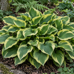Hosta 'wide brim' - funkia - Hosta 'Wide Brim'