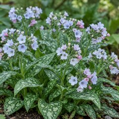 Pulmonaria 'opal' - pľúcnik - Pulmonaria 'Opal'