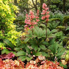 Rodgersia 'bronze peacock' - rodgerzia - Rodgersia 'Bronze Peacock' 