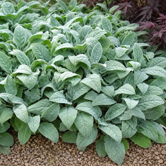 Stachys 'big ears' - čistec - Stachys 'Big Ears' 