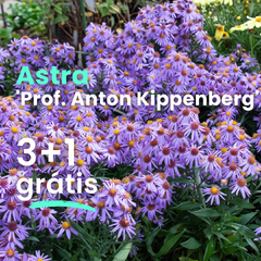 Astra 'prof. anton kippenberg' 3+1 grátis - Aster Profesor