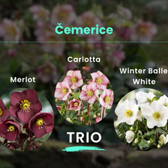 Čemerice trio - Čemerice TRIO