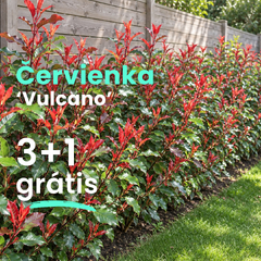 Červienka 'vulcano' 3+1 grátis - Photinia balík